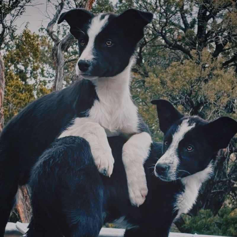 Adorable Border Collie puppies!