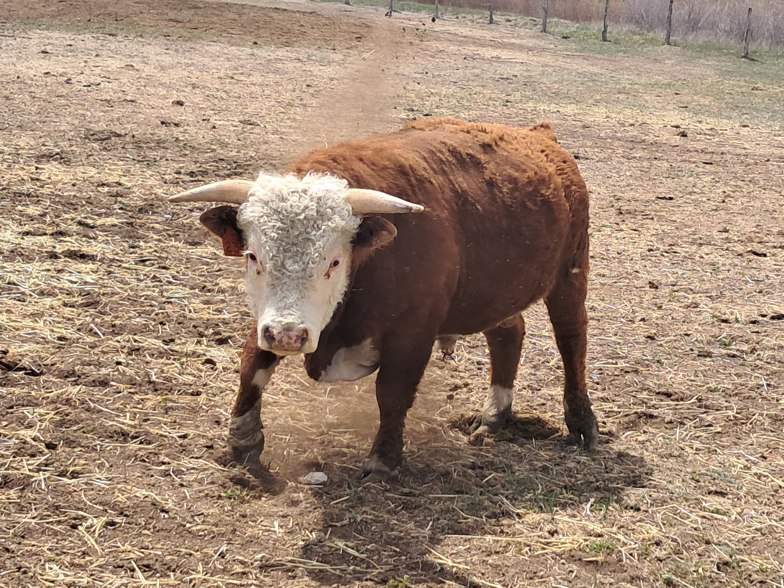 2 year old Mini Herford Bull