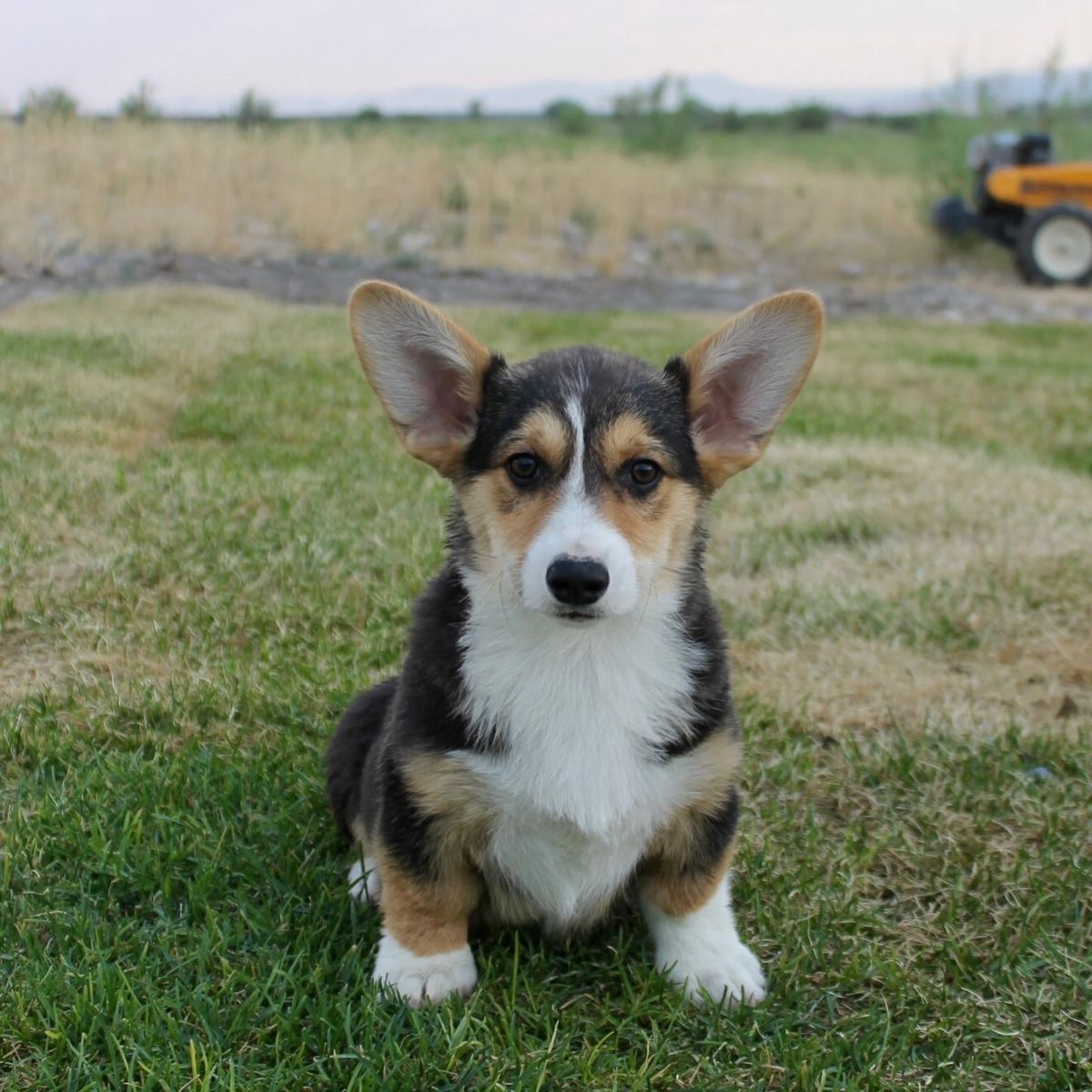 AKC Pembroke Welsh Corgi