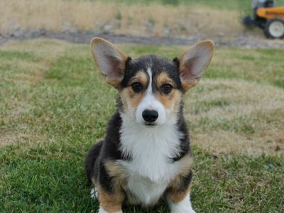 AKC Pembroke Welsh Corgi