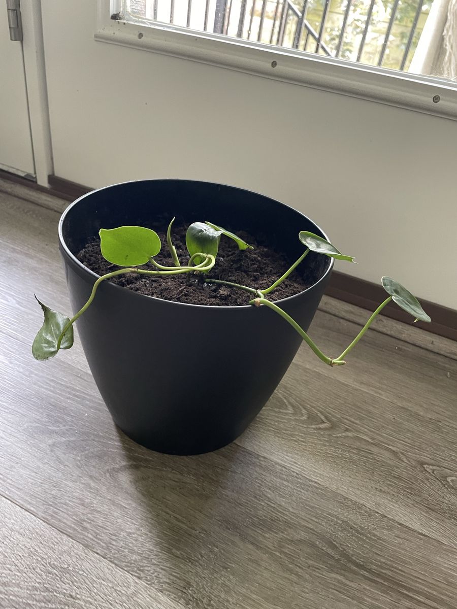 Potted real pothos plant in 8” high pot