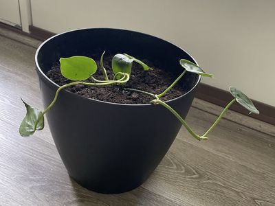 Potted real pothos plant in 8” high pot