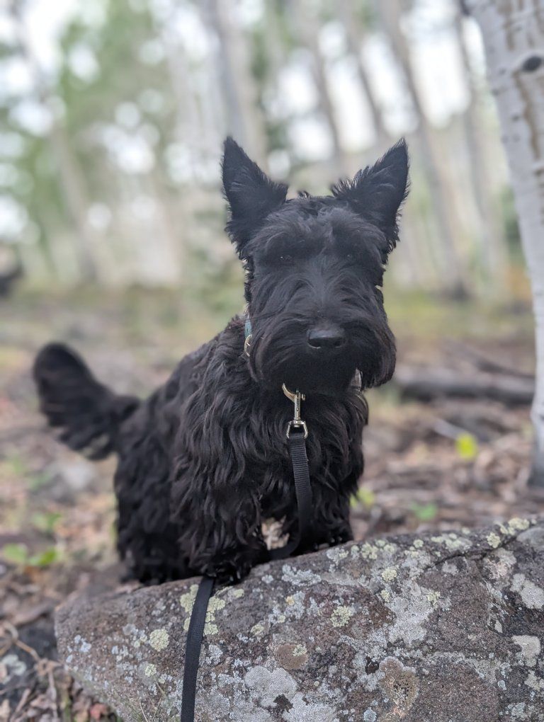 scottish terrier stud