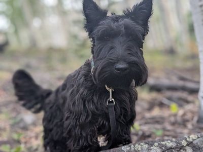 scottish terrier stud