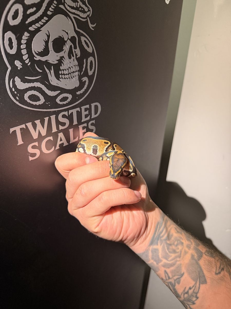 Baby Ball Python