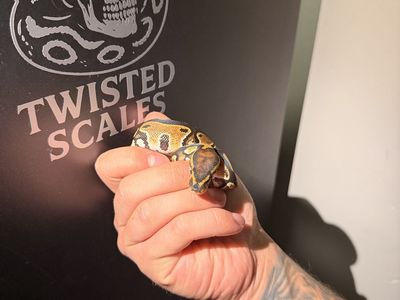 Baby Ball Python