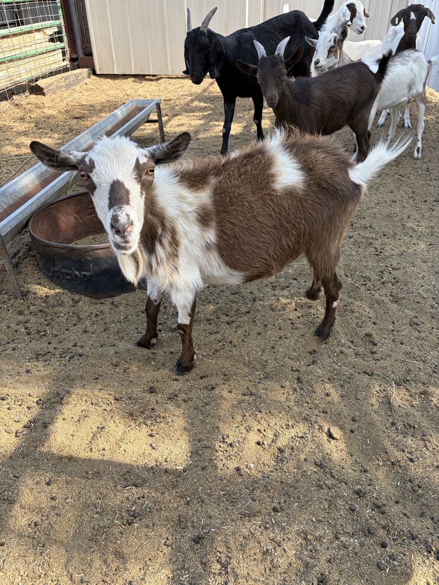 3 yr old Nigerian dwarf nanny