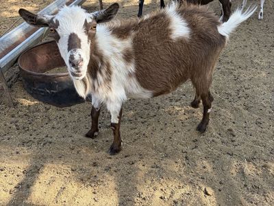 3 yr old Nigerian dwarf nanny