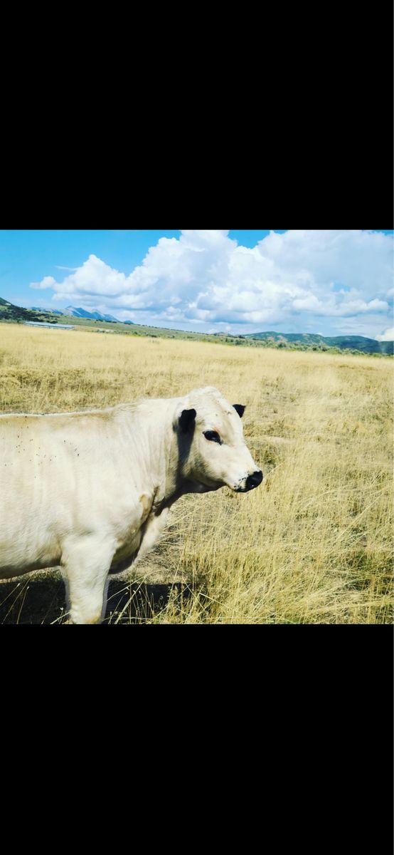 ISO British White bull service