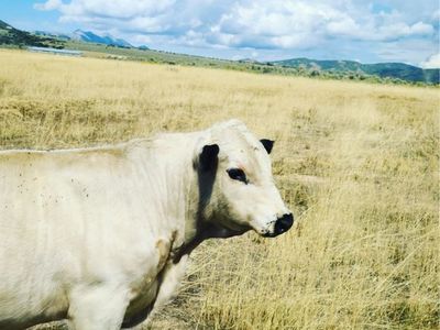 ISO British White bull service