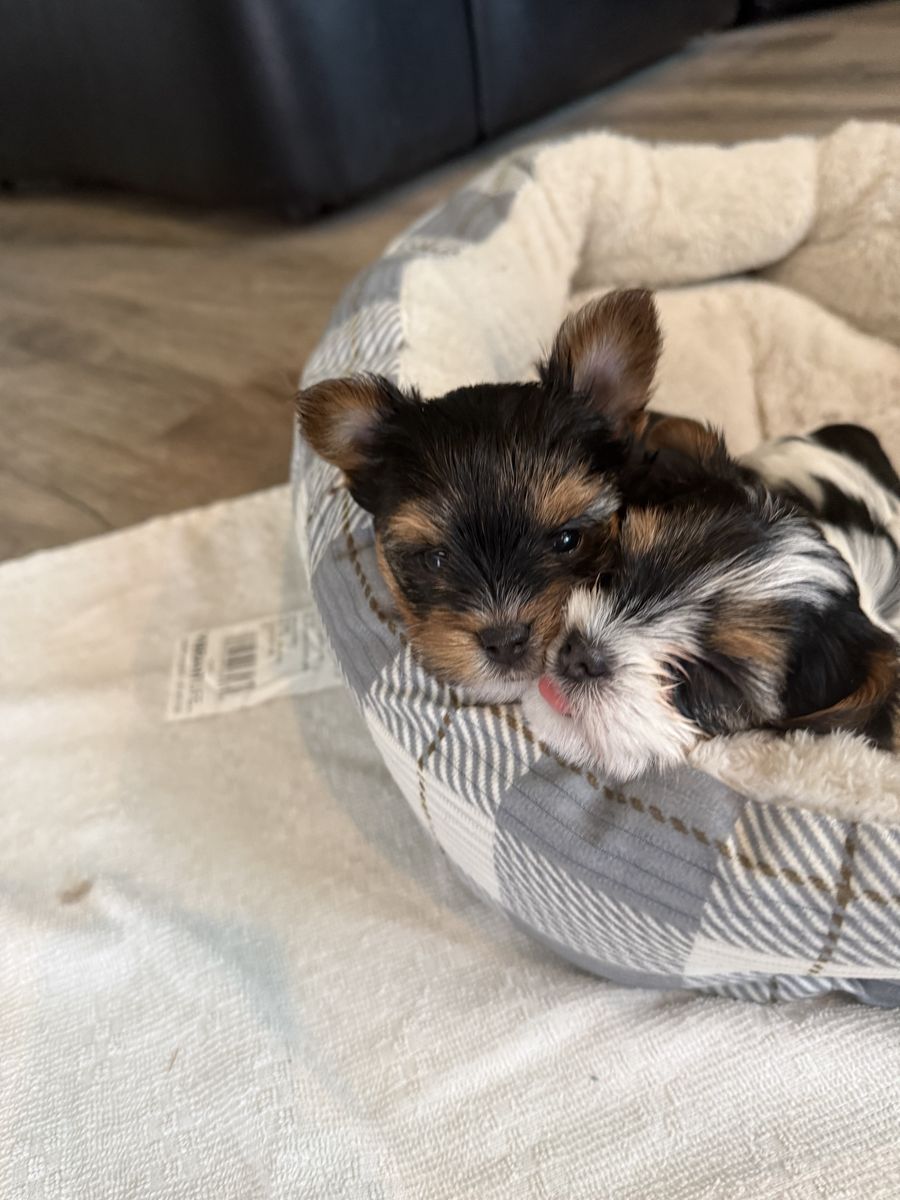 Pure Bred Parti Teacup Yorkies