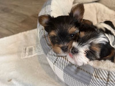 Pure Bred Parti Teacup Yorkies