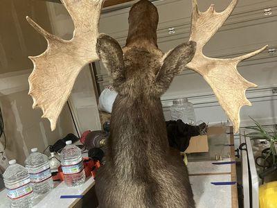 38” moose shoulder mount