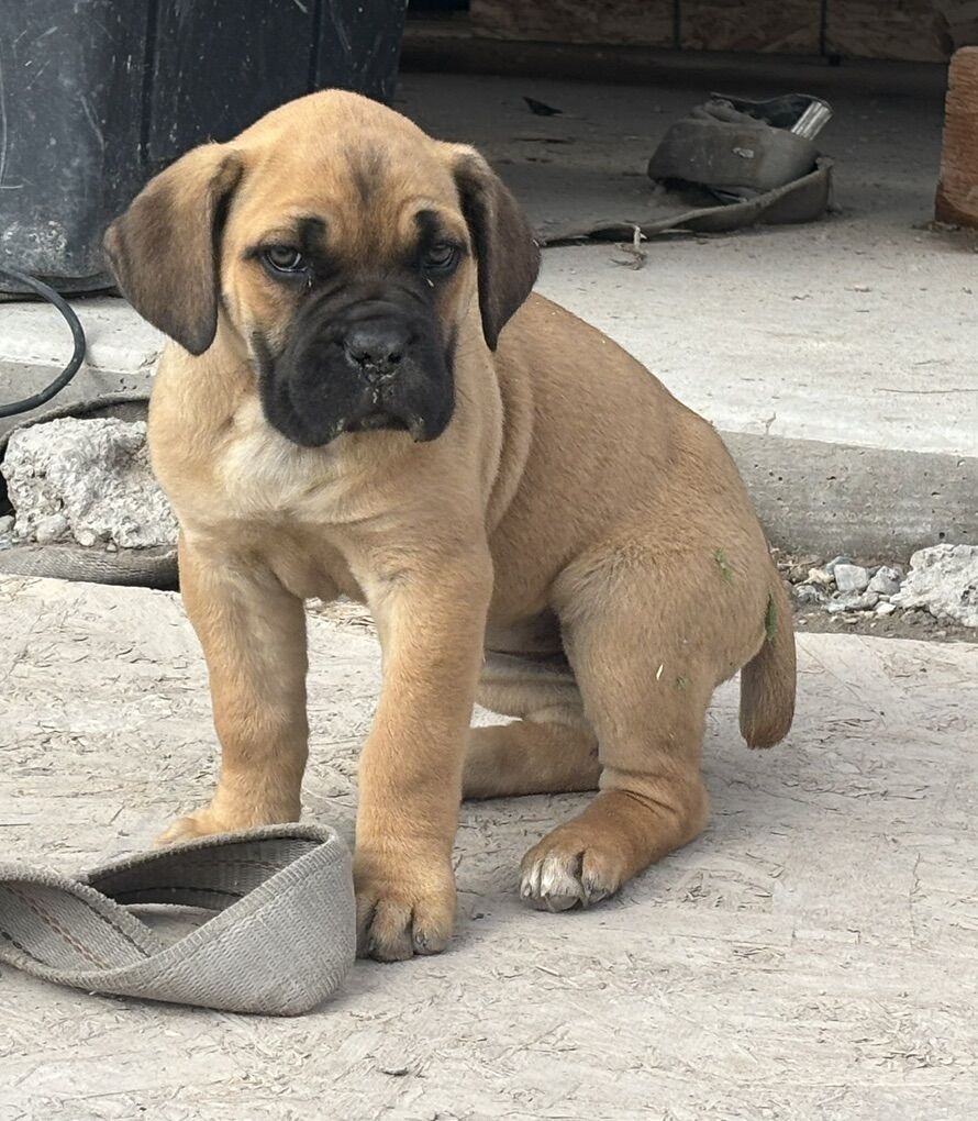 AKC Cane Corso Puppies