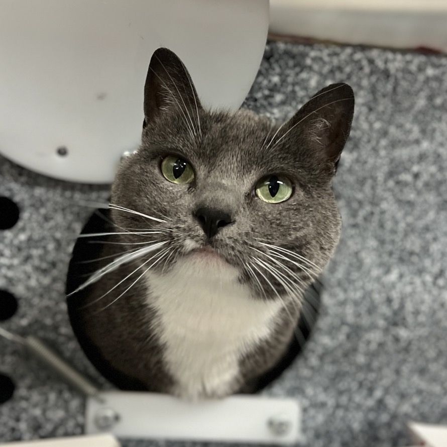 Hello my name is Whiskers