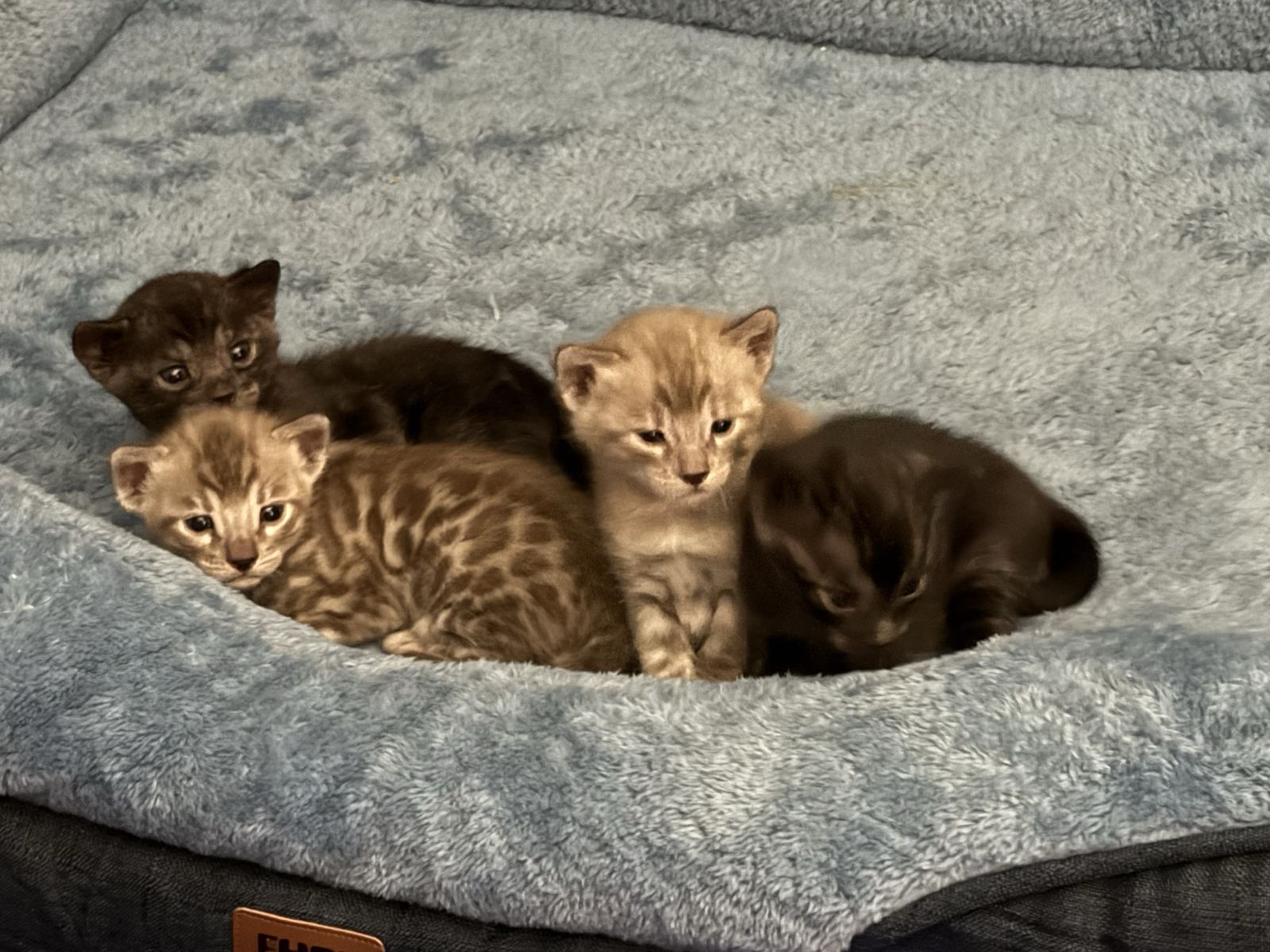 TICA Bengal kittens