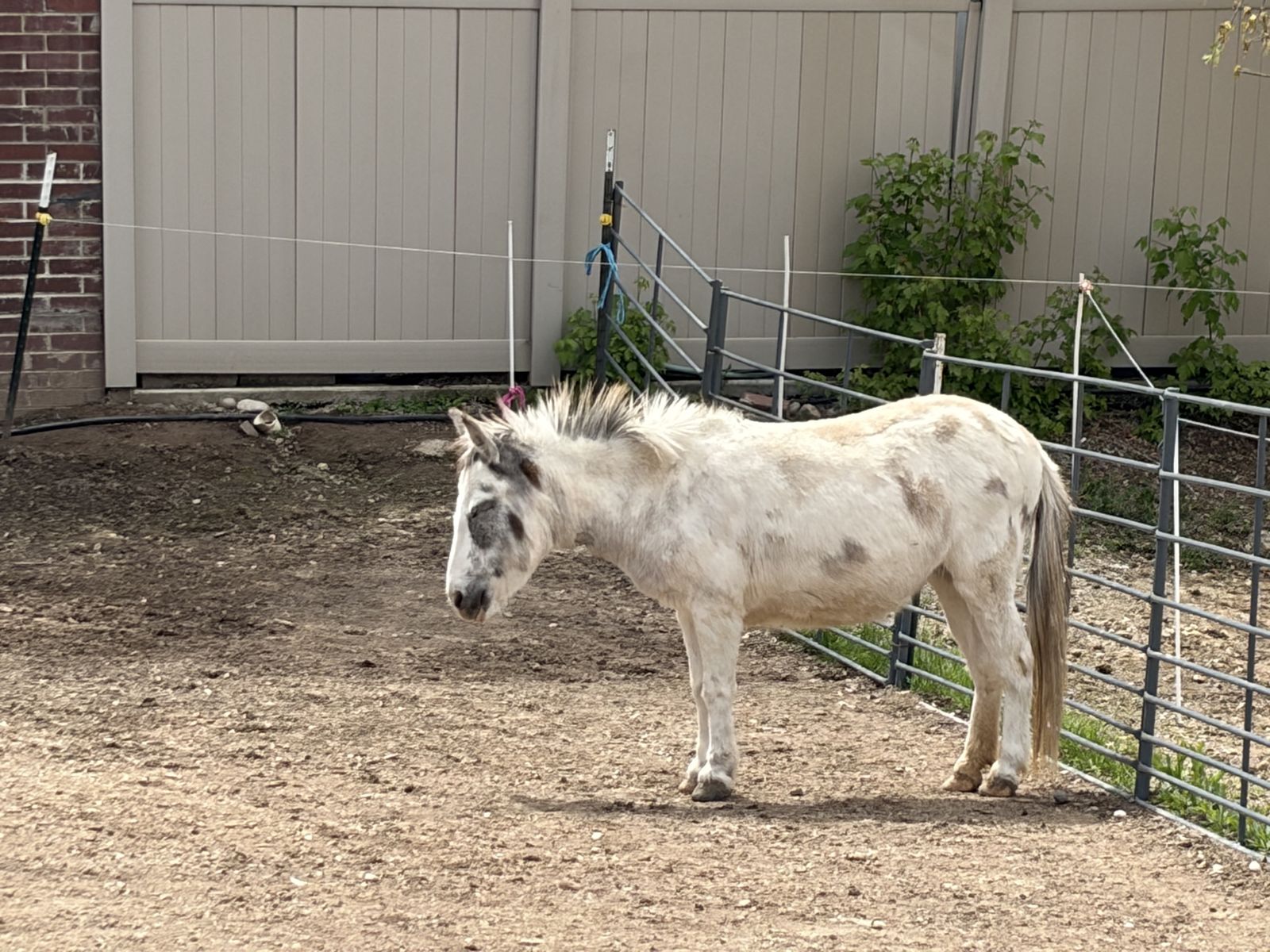 Super Cute Mini Mule For Sale