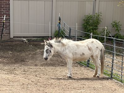 Super Cute Mini Mule For Sale