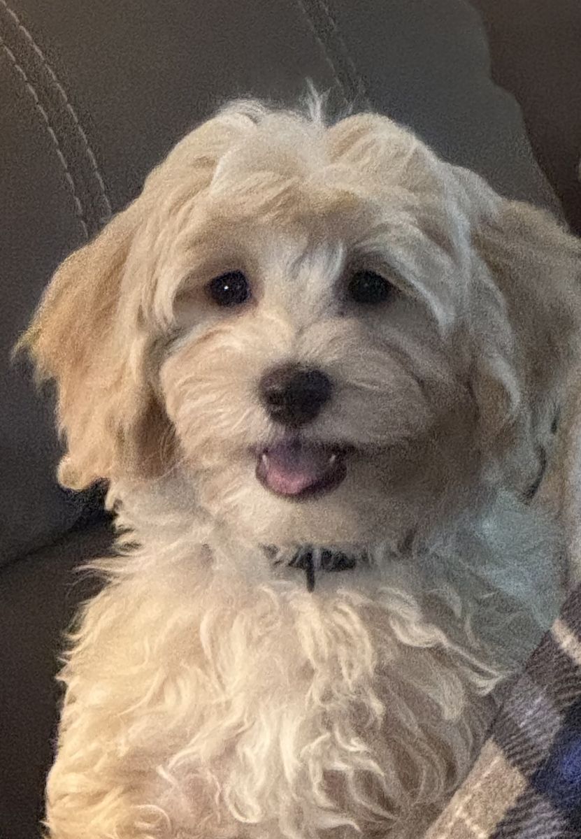 Malti-Poo Male 12 weeks