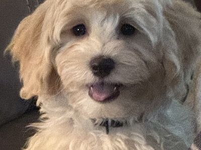 Malti-Poo Male 12 weeks