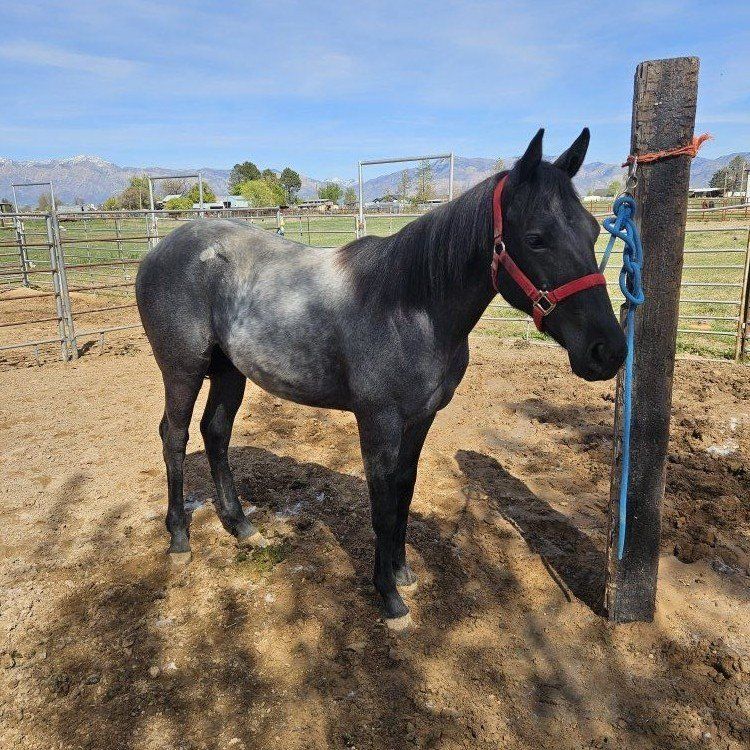 Blue Roan Yearling