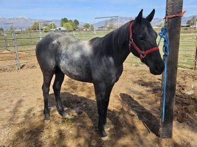 Blue Roan Yearling