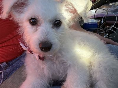 Female Bichon Frise Puppy