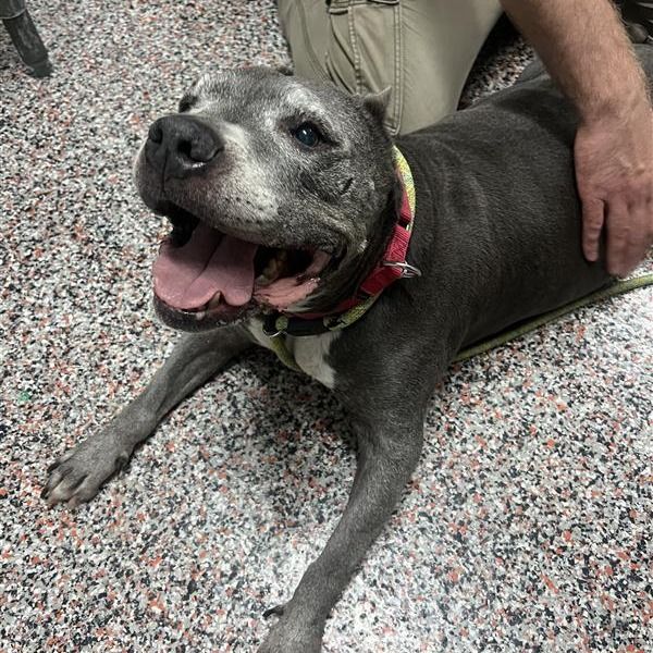 Hello my name is Nova