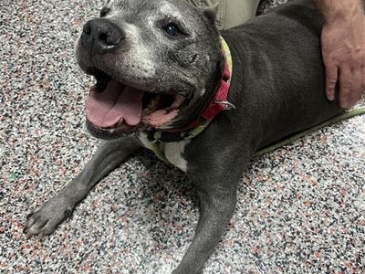 Hello my name is Nova