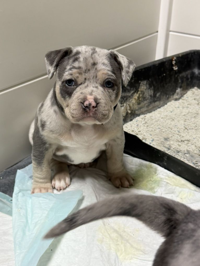 Pocket American Bully Puppies ABKC Blue Merle