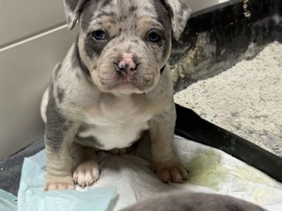 Pocket American Bully Puppies ABKC Blue Merle