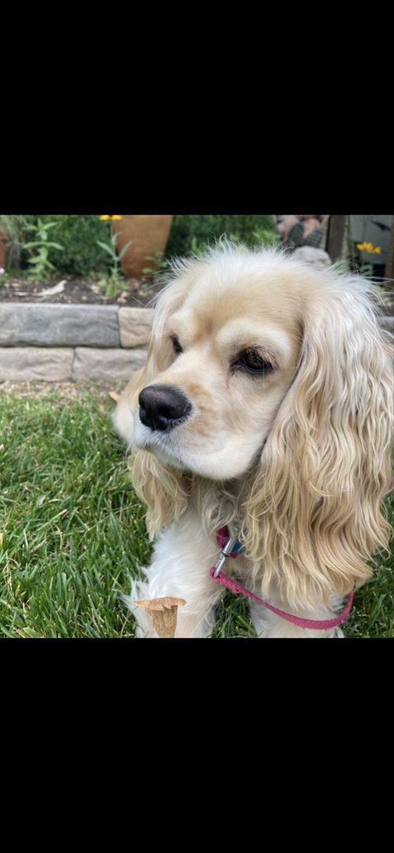 Cocker Spaniel