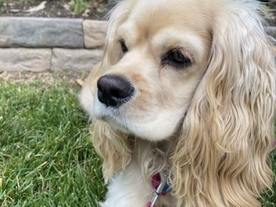 Cocker Spaniel