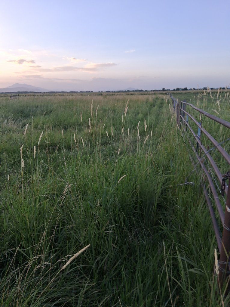 10 acres irrigated cow pasture