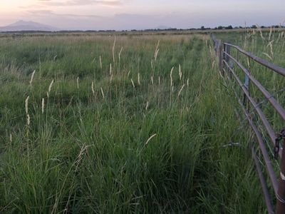 10 acres irrigated cow pasture