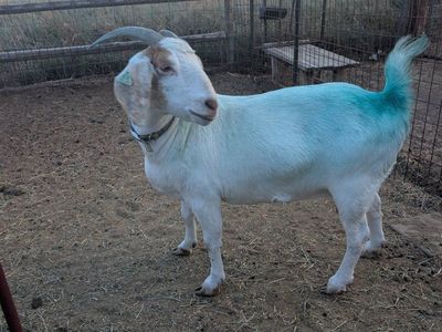 Cross bred doe