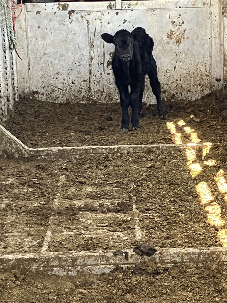 Black angus bottle calf