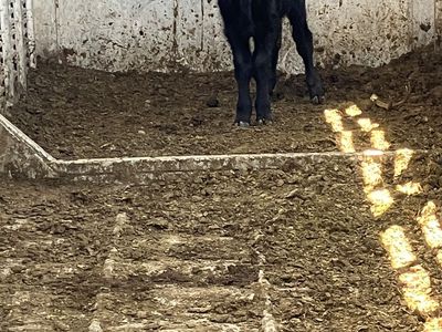 Black angus bottle calf