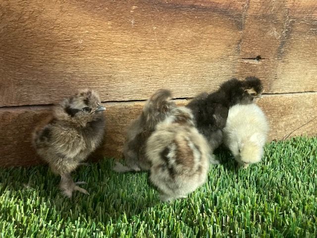 Silkie Easter Chicks