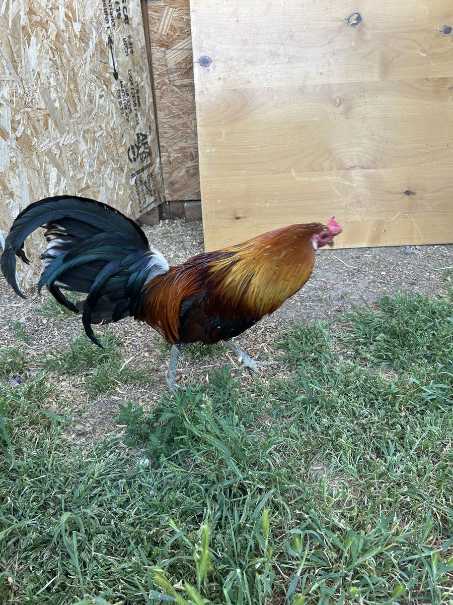 Game fowl