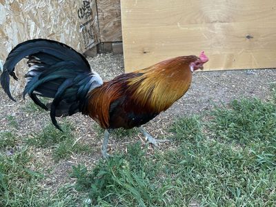 Game fowl
