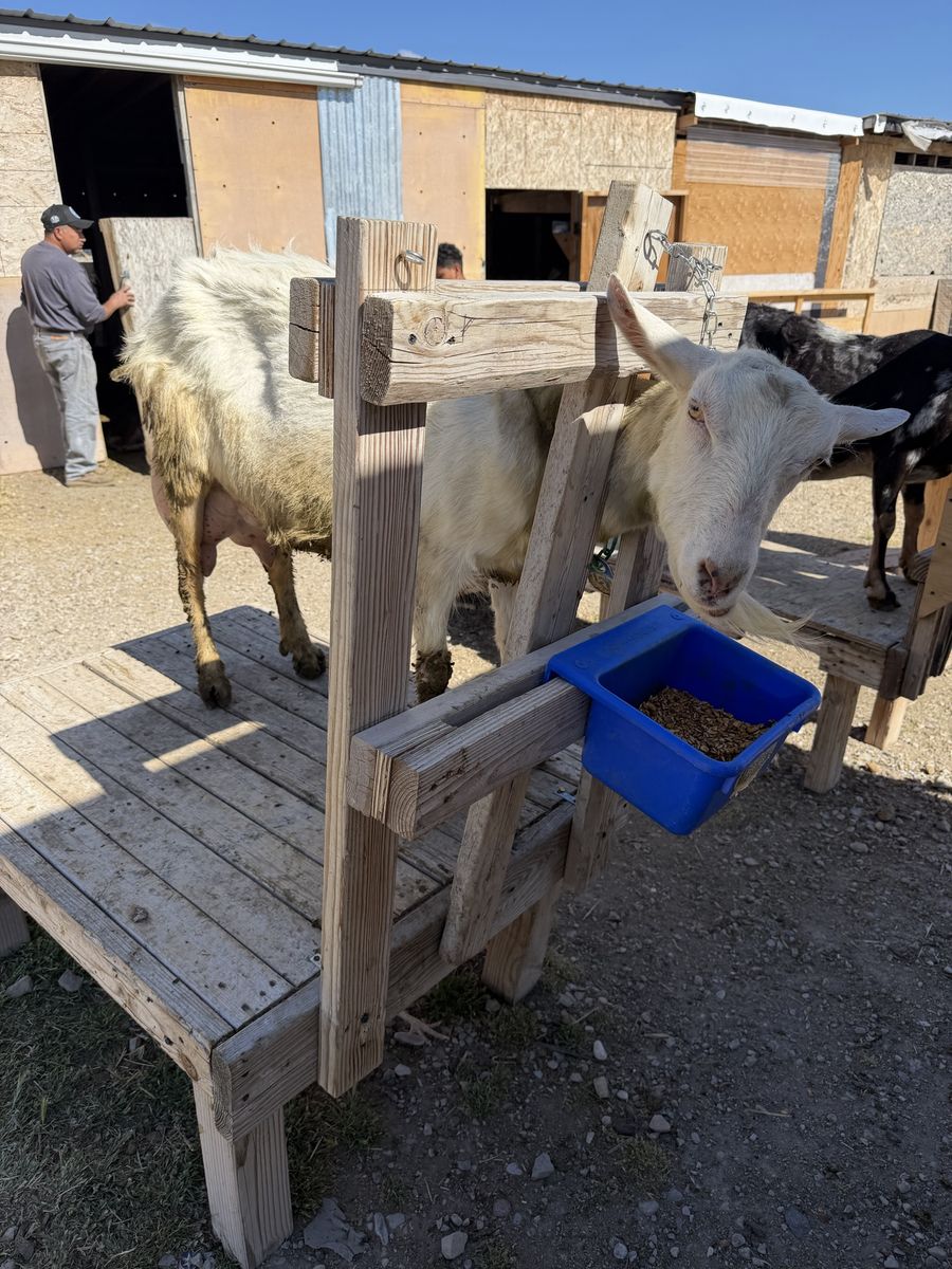 Saben milk goat