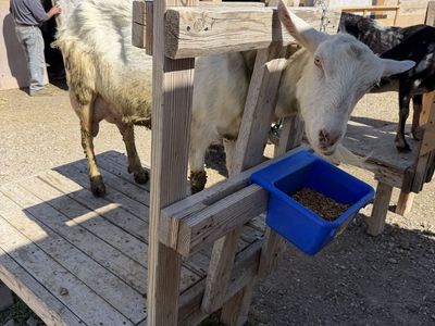 Saben milk goat