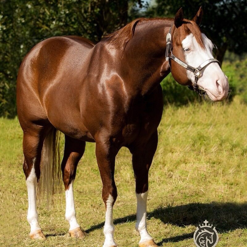 AQHA Gunner AT Stud