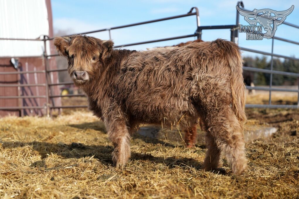 *Updated* AHCA Dun Highland Heifer
