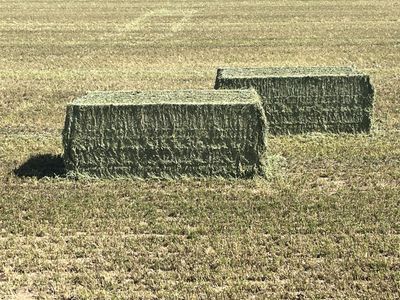 3x4x8 Alfalfa