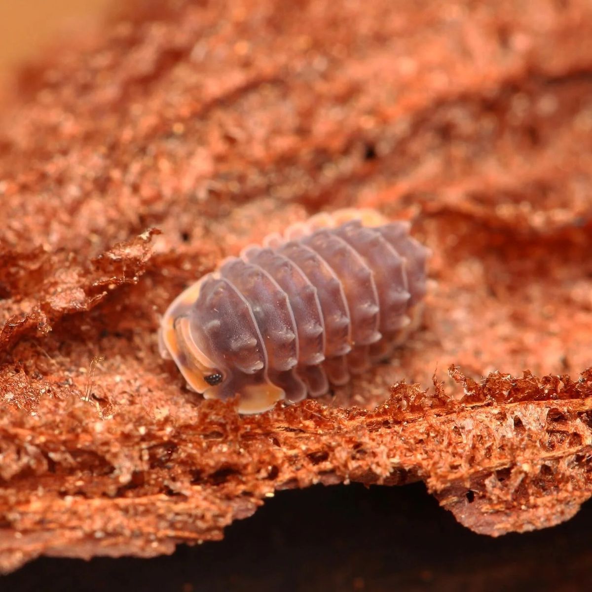 Shiny gator isopods