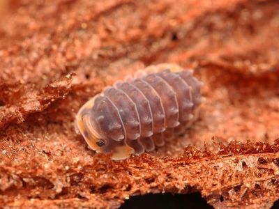 Shiny gator isopods