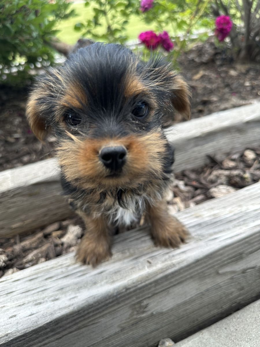 Yorkie female