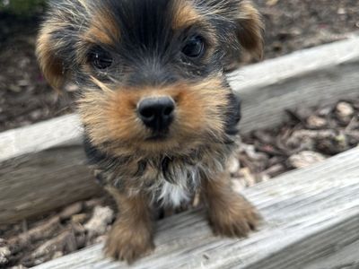 Yorkie female